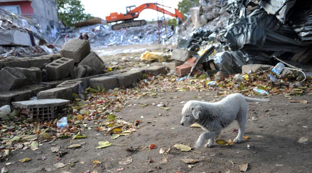 災害時にはぐれた子犬